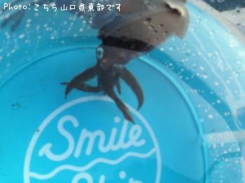 �����ꥤ��