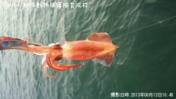 ���󥵥�����