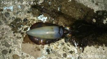 ¥¢¥ª¥ê¥¤¥«