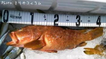 �����ϥ�