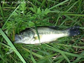 ¥Ö¥é¥Ã¥¯¥Ð¥¹