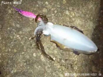 ¥¢¥ª¥ê¥¤¥«