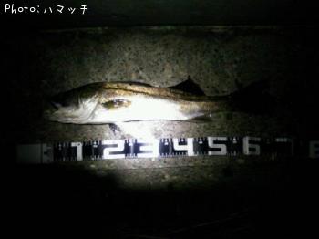 ¥·¡¼¥Ð¥¹