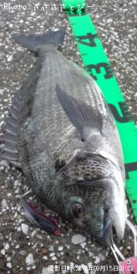 クロダイ&シーバス