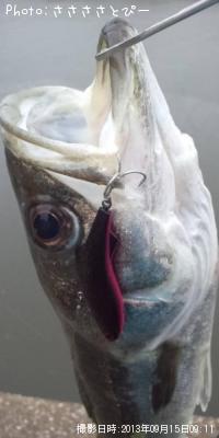 クロダイ&シーバス