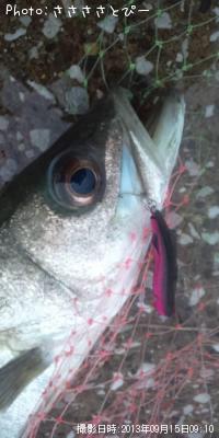 クロダイ&シーバス