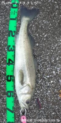 クロダイ&シーバス