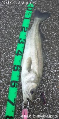 クロダイ&シーバス