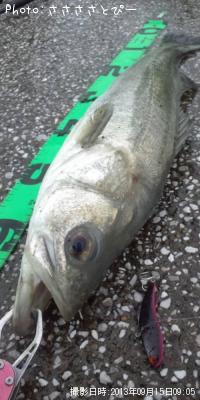 クロダイ&シーバス