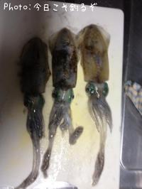 ¥¢¥ª¥ê¥¤¥«