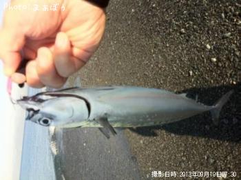 ¥Þ¥ë¥½¡¼¥À