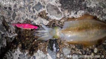 �����ꥤ��