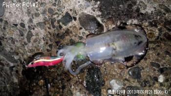 �����ꥤ��