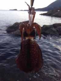 �����ꥤ��