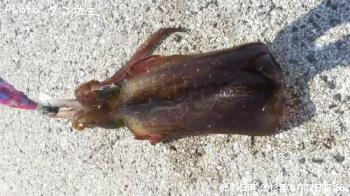 �����ꥤ��