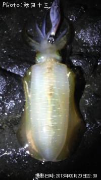 �����ꥤ��