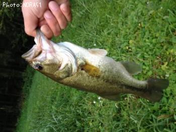 �֥�å��Х�