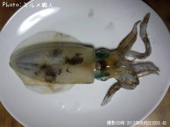 ¥¢¥ª¥ê¥¤¥«