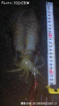 �����ꥤ��