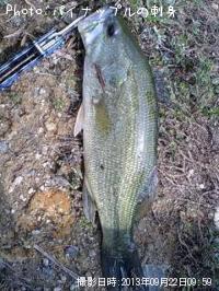 �֥�å��Х�