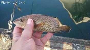 �������������ϥ�