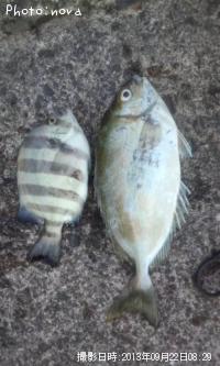 ���������λҶ�