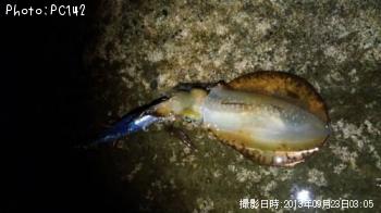 �����ꥤ��