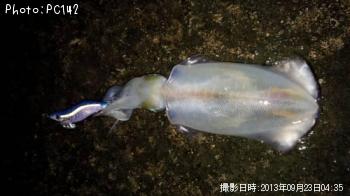 �����ꥤ��