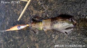 �����ꥤ��