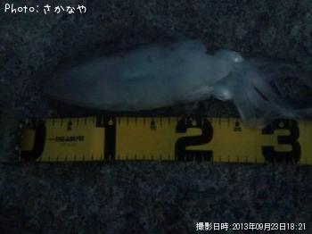 �����ꥤ��