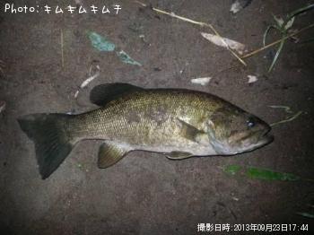 ¥¹¥â¡¼¥ë¥Þ¥¦¥¹¥Ð¥¹