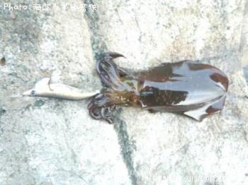 �����ꥤ��