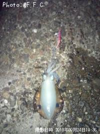 ¥¢¥ª¥ê¥¤¥«