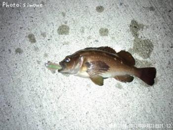 ������Х�