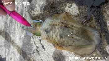 �����ꥤ��