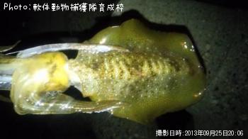 �����ꥤ��