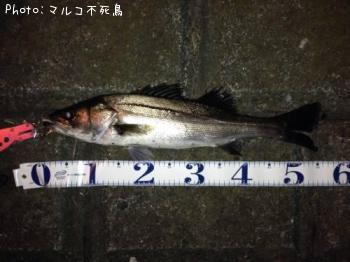 �����Х�