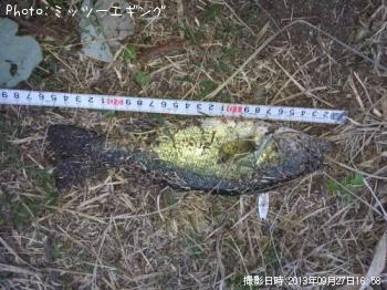 ¥Ö¥é¥Ã¥¯¥Ð¥¹