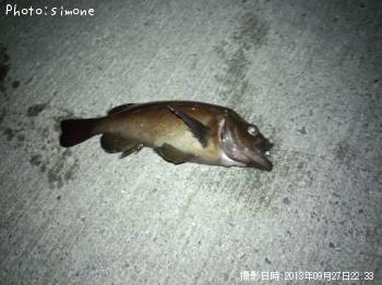 ������Х�