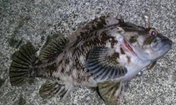 ��饽��
