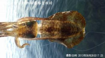 �����ꥤ��