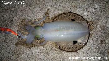 �����ꥤ��