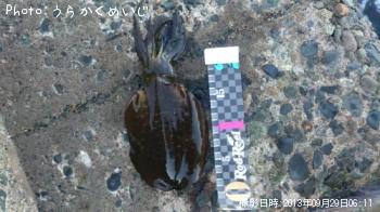 �����ꥤ��