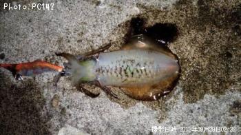 �����ꥤ��