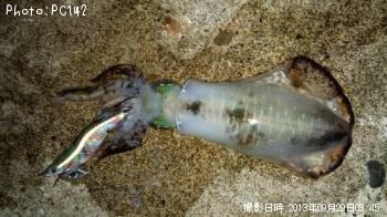 �����ꥤ��