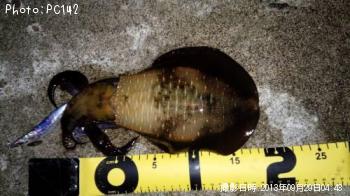 �����ꥤ��