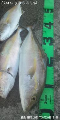 ¥·¥ç¥´¡õ¥ï¥«¥·¡õ¥µ¥Ð¡õ¥¨¥½