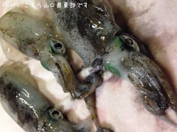 �����ꥤ��