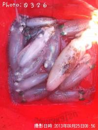 ¥¢¥ª¥ê¥¤¥«