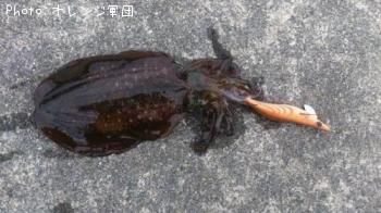 �����ꥤ��